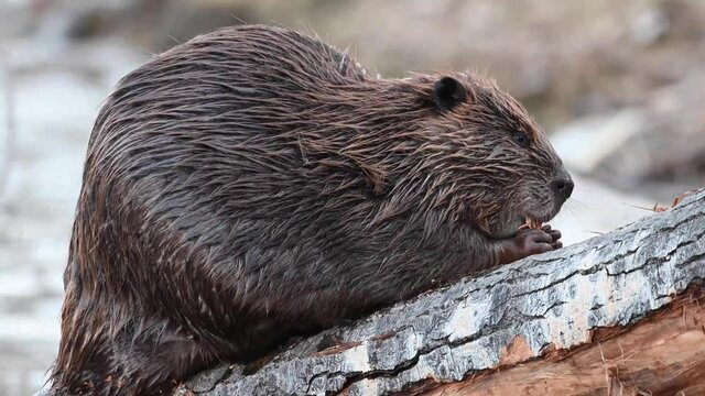 Beaver in the Canadian wilderness