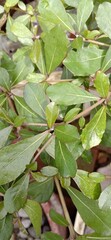 Fototapeta premium leaves on a branch