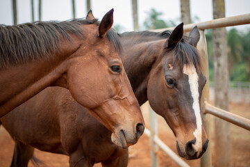 brown horse portrait