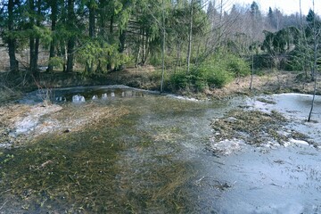 Springtime Wetland Forest. Early Spring With Melting Ice And Snow
