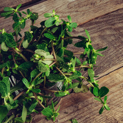 Sesuvium portulacastrum (shoreline purslane, sea purslane) ; sprawling grows in coastal areas. Green leaves thick, smooth, fleshy and glossy that are linear or lanceolate.