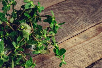 Sesuvium portulacastrum (shoreline purslane, sea purslane) ; sprawling grows in coastal areas. Green leaves thick, smooth, fleshy and glossy that are linear or lanceolate.