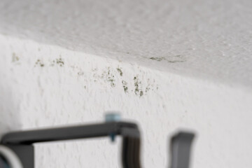 Dark green mould spots on a white ingrain wood chip wallpaper on the ceiling of a room. A cold and wet outer wall causes mildew.