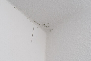 Dark green mould spots on a white ingrain wood chip wallpaper on the ceiling of a room. A cold and wet outer wall causes mildew.