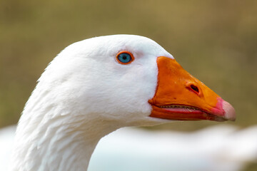 A close up of Granny Goose