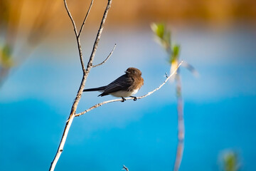 A black Phoebe taking a break