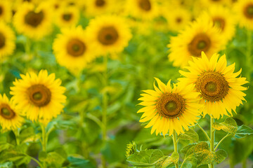 Obraz premium Sunflowers field blooming background Summer sunset in Thailand