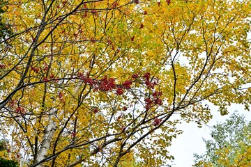 オンネトー湖キャンプ場で見たナナカマドの実とカツラの黄葉のコラボ情景＠北海道