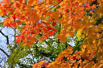 オンネトー湖キャンプ場で見たきれいに色づいたカエデの紅葉＠北海道