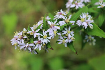 Flores lilas