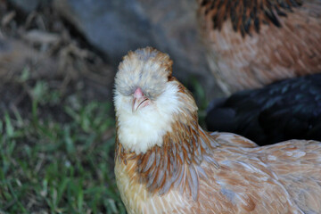 Australian Bred Free Range Araucana Chickens, 25 week old Araucana chickens