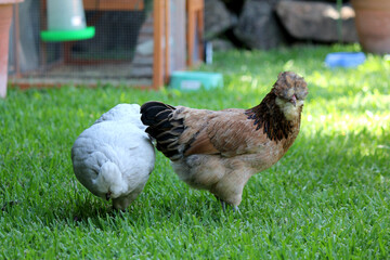 Australian Bred Free Range Araucana Chickens, 25 week old Araucana chickens