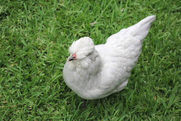 Australian Bred Free Range Araucana Chickens, 25 week old Araucana chickens