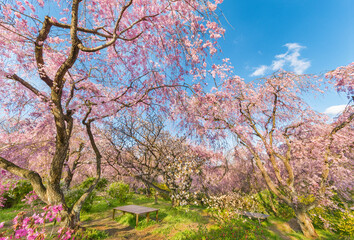 Fototapeta na wymiar Beautiful cherry sakura flower blossom in garden with blue sky background