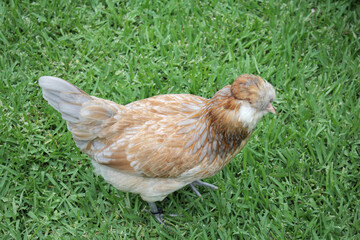 Australian Bred Free Range Araucana Chickens, 25 week old Araucana chickens
