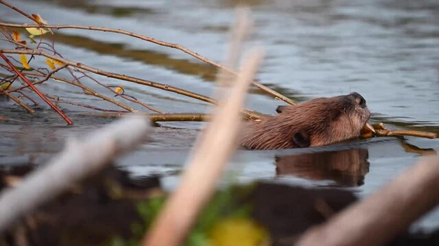 Beaver in the Canadian wilderness