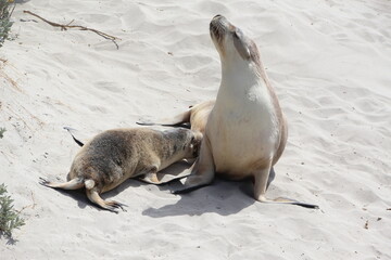 Australian Sea Lions, Kangaroo Island, South Australia.