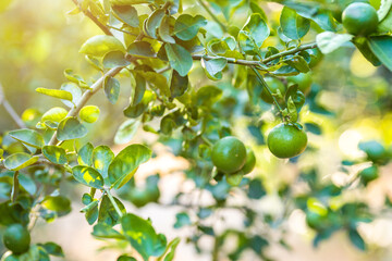 Close up of green lemons grow on the lemon tree in a garden background  harvest citrus fruit thailand.