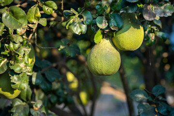 Close up of green Grapefruit grow on the Grapefruit tree in a garden background  harvest citrus fruit thailand.