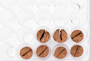 Seed trays cells for seedlings. Planting crops, work in the nursery.