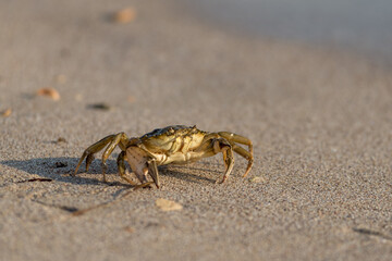 Close-up and selective focus on red sand crab at Tanjong Lobang beach, Miri, Sarawak, Borneo