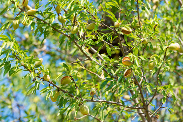 New harvest of almonds, almonds on the tree, Sicily, Italy