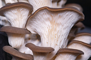 Mushrooms pattern background for design and decoration. Edible oyster mushrooms.