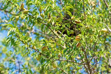 New harvest of almonds, almonds on the tree, Sicily, Italy