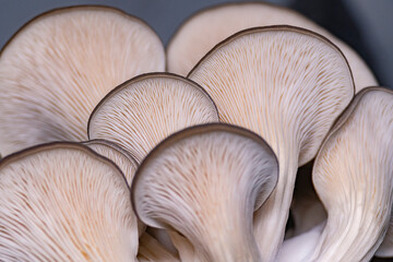 Mushrooms pattern background for design and decoration. Edible oyster mushrooms.