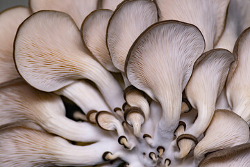 Mushrooms pattern background for design and decoration. Edible oyster mushrooms.