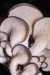Fototapeta na wymiar Mushrooms pattern background for design and decoration. Edible oyster mushrooms.