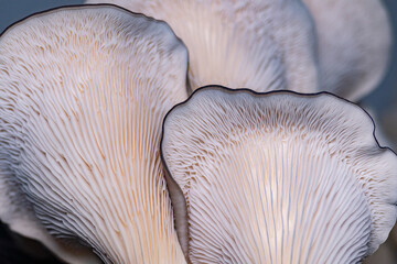 Mushrooms pattern background for design and decoration. Edible oyster mushrooms.