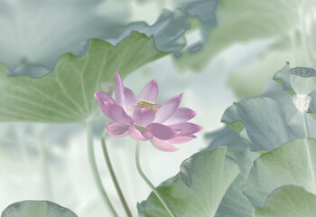 pink lotus flower