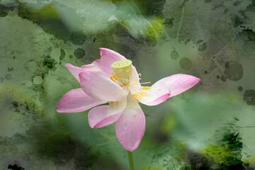 pink lotus in water