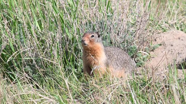Richardson ground squirrel in the prairies