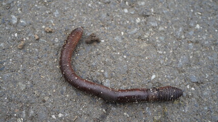 Earthworm