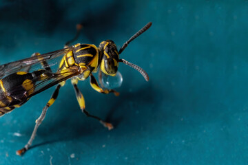 Macro Photo of Wasp on Turquoise Floor