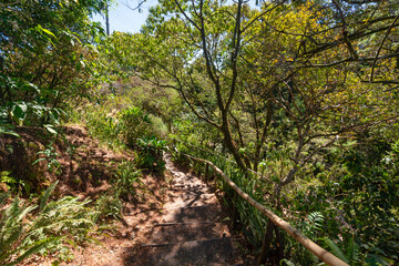 Stairs with wooden handrail in El Boquerón National Park, in the top of San Salvador Volcano in El Salvador. Rainforest in Central America.