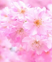桜の花、可愛い枝垂れ桜、八重桜、クローズアップ