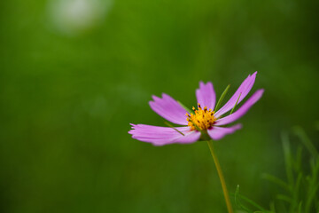 コスモスの想い