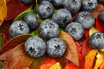 Blueberries on autumn leaves. Very detailed retouched, high dynamic range,  full depth of field
