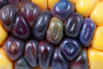 Multicolor corn. Macro background