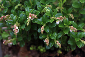 Spring lingonberry blossom. Northern berry