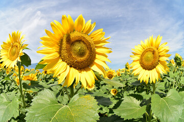 山梨県　ひまわり
