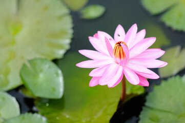Pink Water Lily