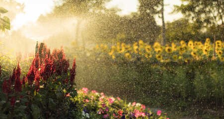 Sprinkler Watering in garden, sunset