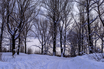 picturesque view of bare trees near snow covered road 