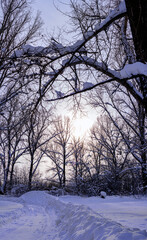 picturesque view of bare trees near snow covered road 