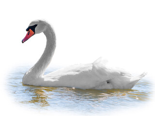 Graceful white Swan swimming in the lake, isolated on white background. Portrait of a white swan...