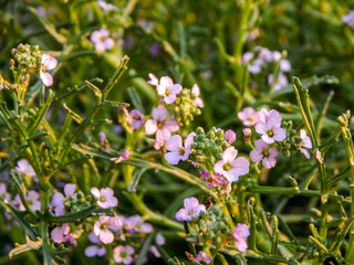 flowers in the forest